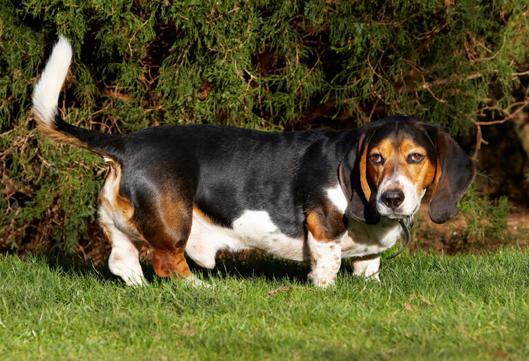 Bassett, Dog, Dogs, Hound, Hounds, Humph, Humphrey, Play, Playing, Playtime
