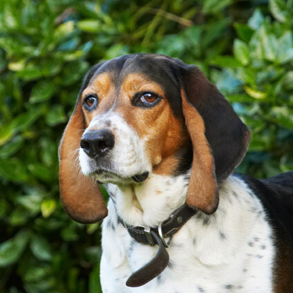 Bassett, Dog, Dogs, Head, Hound, Hounds, Humph, Humphrey, Play, Playing, Playtime