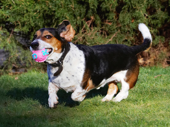 Ball, Bassett, Dog, Dogs, Hound, Hounds, Humph, Humphrey, Play, Playing, Playtime, Run, Running