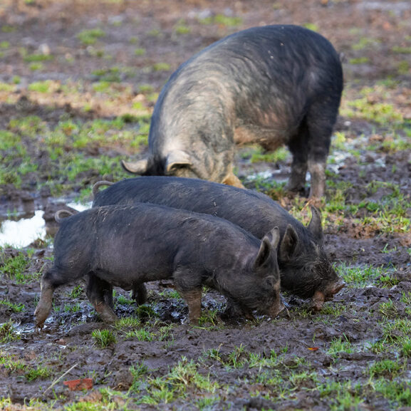 Berkshire, Pig, Piglet, Piglets, Pigs, Play, Playing, Stick