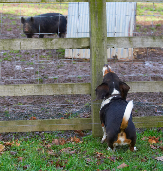 Bassett, Berkshire, Dog, Dogs, Hound, Hounds, Humph, Humphrey, Pig, Pigs, Play, Playing, Playtime