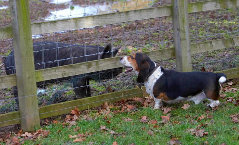 Bassett, Berkshire, Dog, Dogs, Hound, Hounds, Humph, Humphrey, Pig, Pigs, Play, Playing, Playtime