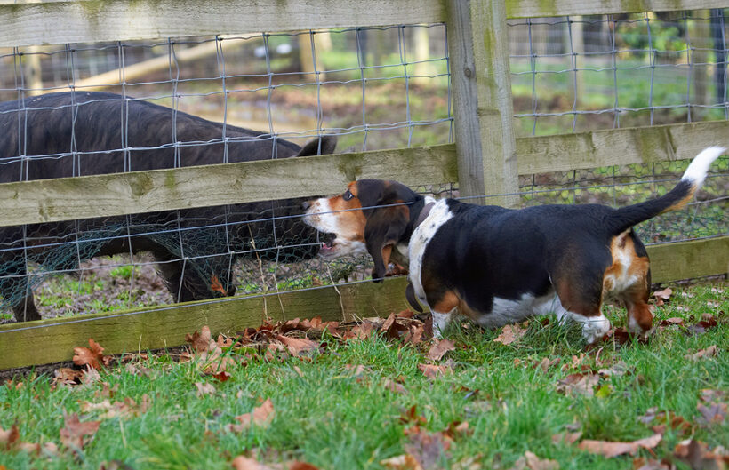 Bassett, Berkshire, Dog, Dogs, Hound, Hounds, Humph, Humphrey, Pig, Pigs, Play, Playing, Playtime