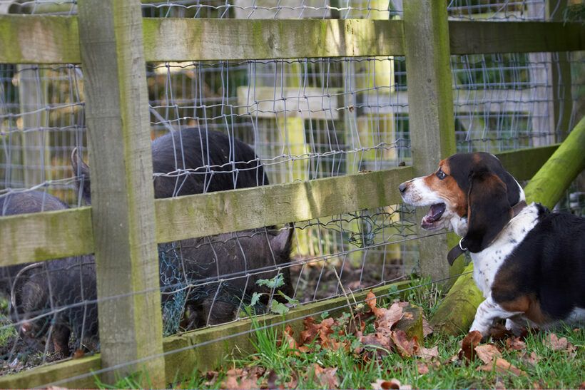 Bassett, Berkshire, Dog, Dogs, Hound, Hounds, Humph, Humphrey, Pig, Pigs, Play, Playing, Playtime