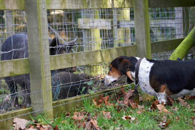Bassett, Berkshire, Dog, Dogs, Hound, Hounds, Humph, Humphrey, Pig, Pigs, Play, Playing, Playtime