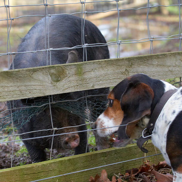 Bassett, Berkshire, Dog, Dogs, Hound, Hounds, Humph, Humphrey, Pig, Pigs, Play, Playing, Playtime