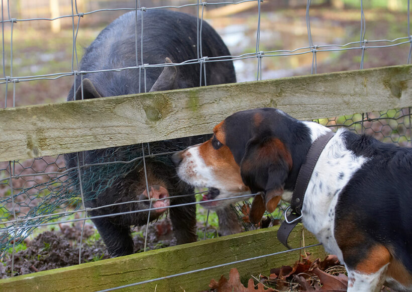 Bassett, Berkshire, Dog, Dogs, Hound, Hounds, Humph, Humphrey, Pig, Pigs, Play, Playing, Playtime