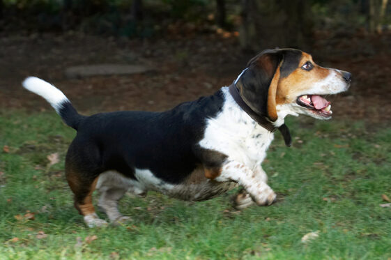 Bassett, Dog, Dogs, Hound, Hounds, Humph, Humphrey, Play, Playing, Playtime, Run, Running, Tongue