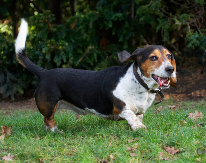 Bassett, Dog, Dogs, Hound, Hounds, Humph, Humphrey, Play, Playing, Playtime, Run, Running, Tn, Tongue