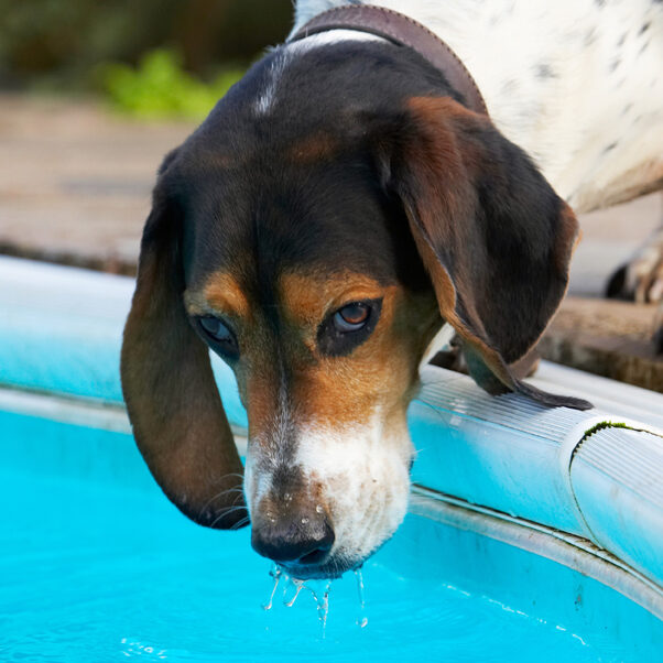 Bassett, Dog, Dogs, Drink, Drinking, Hound, Hounds, Humph, Humphrey, Play, Playing, Playtime, Pool, Swimming