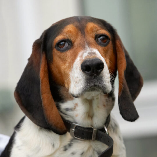 Bassett, Dog, Dogs, Head, Hound, Hounds, Humph, Humphrey, Play, Playing, Playtime, Portrait, Pose, Posing