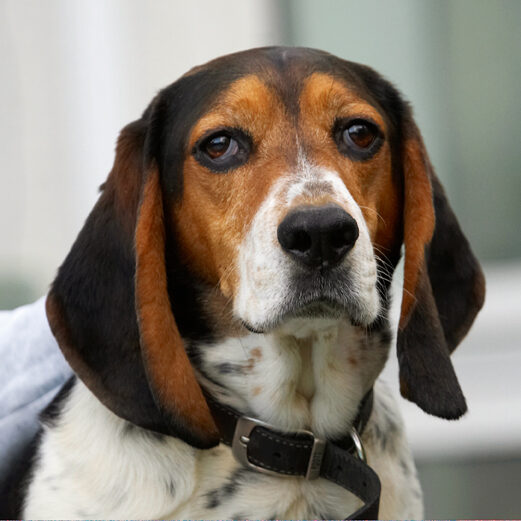 Bassett, Dog, Dogs, Head, Hound, Hounds, Humph, Humphrey, Play, Playing, Playtime, Portrait, Pose, Posing