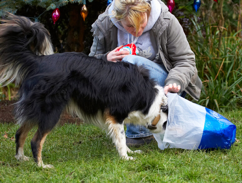 Bag, Border Collie, Christmas, Collies, Gifts, Head, Kate, Paper, Play, Playing, Playtime, Presents, Stinky, Tree, Wrapping