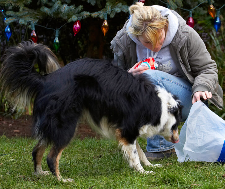 Blonde, Border Collie, Christmas, Collies, Gifts, Kate, Paper, Play, Playing, Playtime, Presents, Stinky, Tree, Woman, Wrapping
