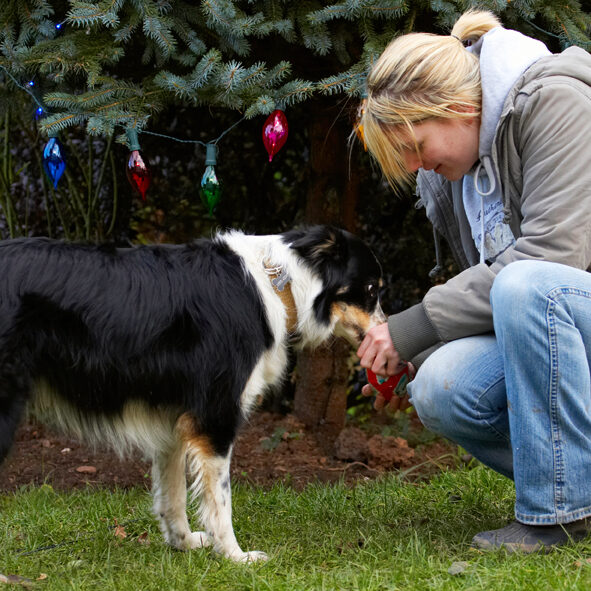 Blonde, Border Collie, Christmas, Collies, Gifts, Kate, Open, Opening, Paper, Play, Playing, Playtime, Presents, Stinky, Tree, Woman, Wrapping