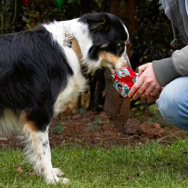 Border Collie, Christmas, Collies, Gifts, Open, Opening, Paper, Play, Playing, Playtime, Presents, Stinky, Tree, Wrapping