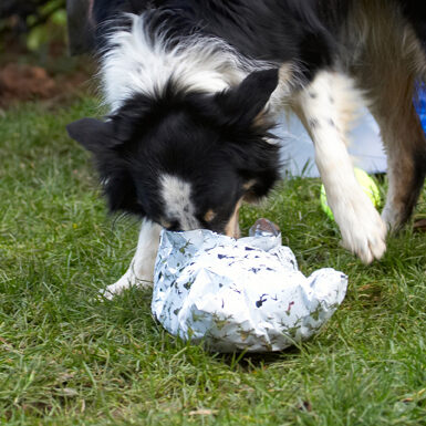 Border Collie, Christmas, Collies, Gifts, Open, Opening, Paper, Play, Playing, Playtime, Presents, Stinky, Tree, Wrapping