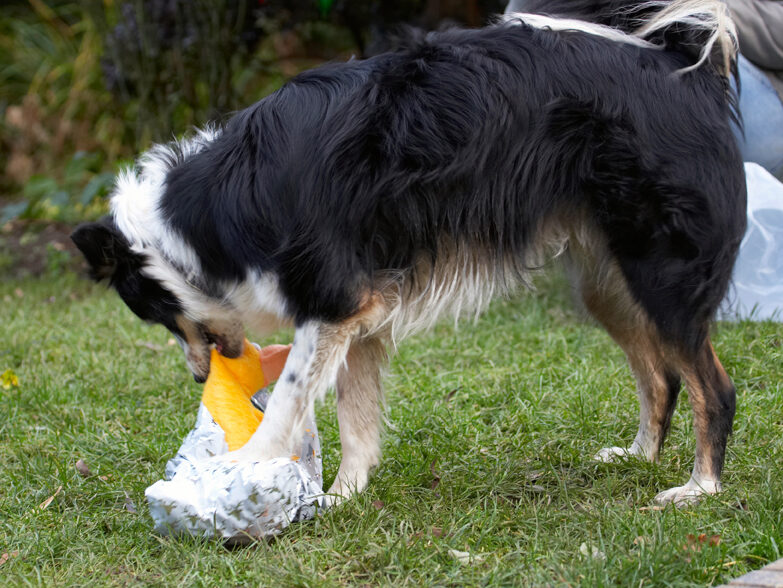 Border Collie, Christmas, Collies, Gifts, Open, Opening, Paper, Play, Playing, Playtime, Presents, Stinky, Tree, Wrapping