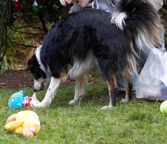 Border Collie, Christmas, Collies, Gifts, Paper, Play, Playing, Playtime, Presents, Stinky, Tree, Wrapping