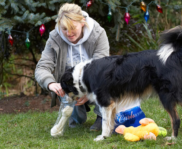 Collies, Opening, Paper, Play, Playing, Playtime, Presents, Smile, Smiling, Stinky, Tree, Woman, Blonde, Border Collie, Christmas, Wrapping, Duck, Gifts, Kate, Open