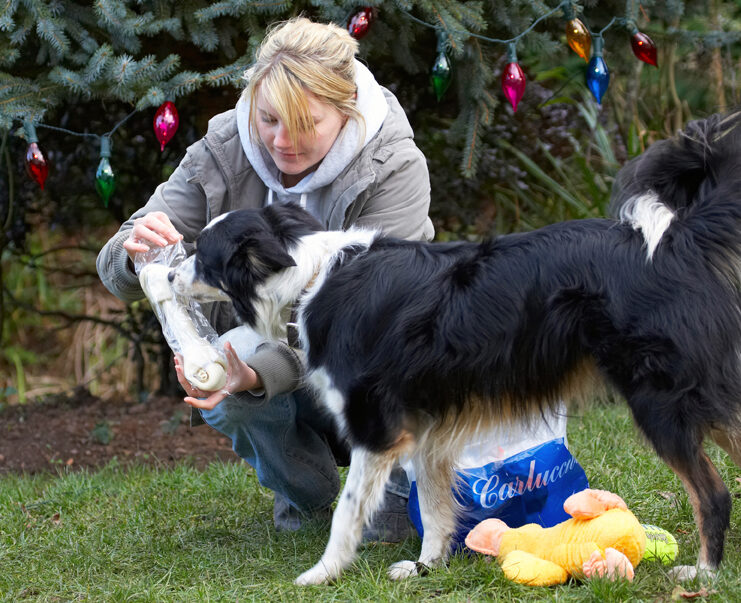 Blonde, Bone, Border Collie, Christmas, Collies, Duck, Gifts, Kate, Paper, Play, Playing, Playtime, Presents, Stinky, Tree, Woman, Wrapping
