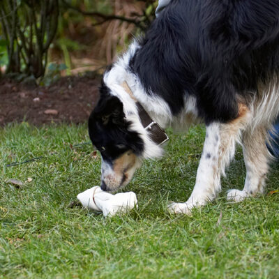 Bone, Border Collie, Christmas, Collies, Gifts, Paper, Play, Playing, Playtime, Presents, Stinky, Tree, Wrapping