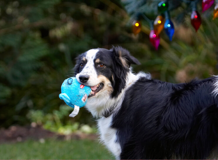 Ball, Border Collie, Christmas, Collies, Gifts, Lights, Paper, Play, Playing, Playtime, Presents, Stinky, Tree, Wrapping