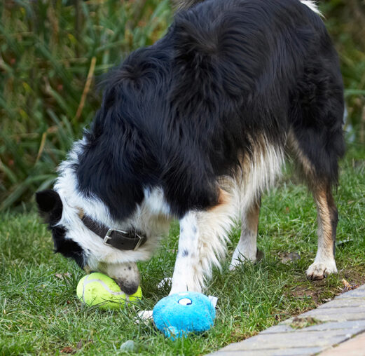 Ball, Border Collie, Christmas, Collies, Gifts, Paper, Play, Playing, Playtime, Presents, Stinky, Tree, Wrapping
