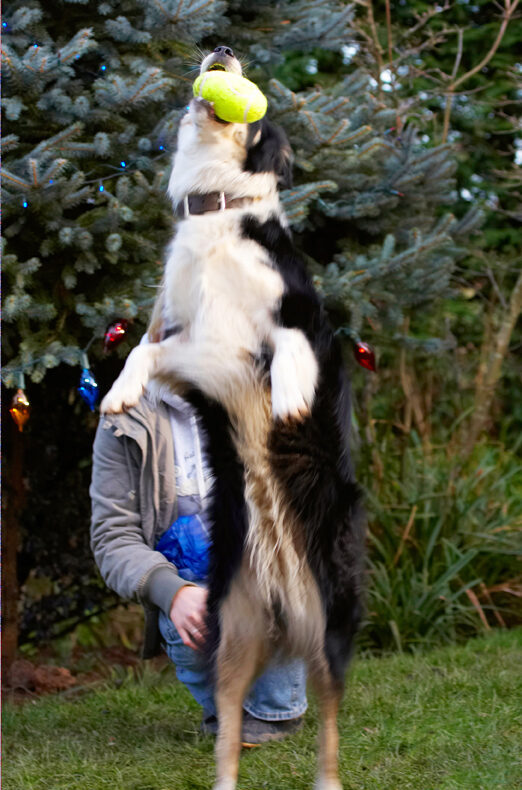Ball, Border Collie, Christmas, Collies, Gifts, Leap, Leaping, Paper, Play, Playing, Playtime, Presents, Stand, Standing, Stinky, Tree, Wrapping