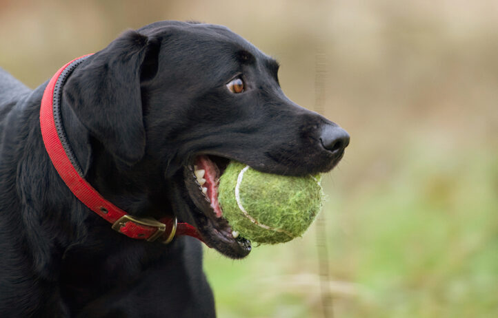 Ball, Dog, Dogs, Harvey, Labrador, Play, Playing, Playtime, Run, Running