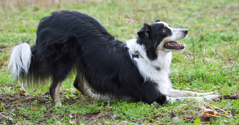 Border Collie, Collies, Dog, Dogs, Play, Playing, Playtime, Run, Running, Stinky