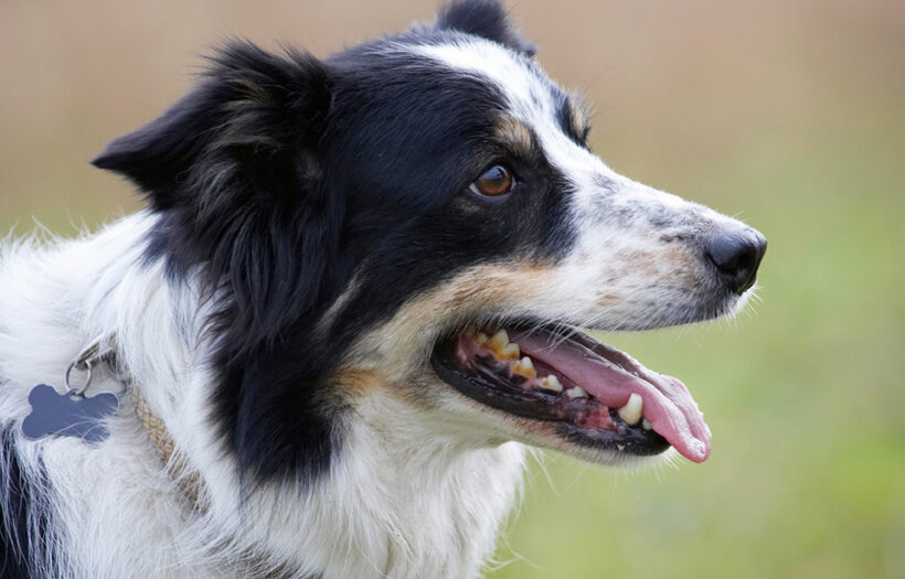 Ball, Border Collie, Collies, Dog, Dogs, Play, Playing, Playtime, Stinky