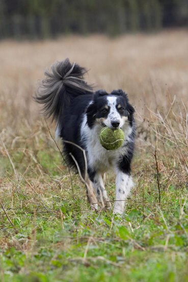 Border Collie, Collies, Dog, Dogs, Play, Playing, Playtime, Run, Running, Stinky