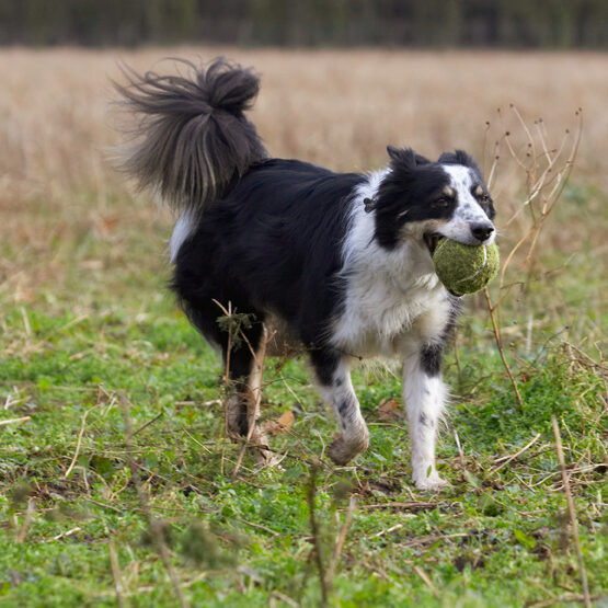 Border Collie, Collies, Dog, Dogs, Play, Playing, Playtime, Run, Running, Stinky