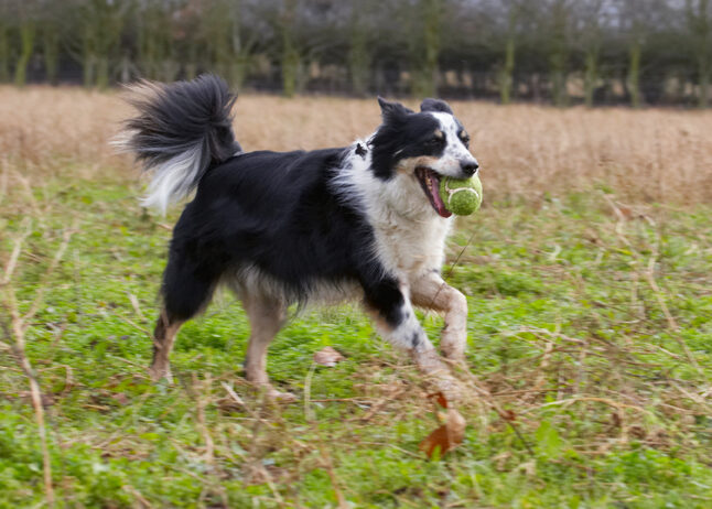 Border Collie, Collies, Dog, Dogs, Play, Playing, Playtime, Run, Running, Stinky