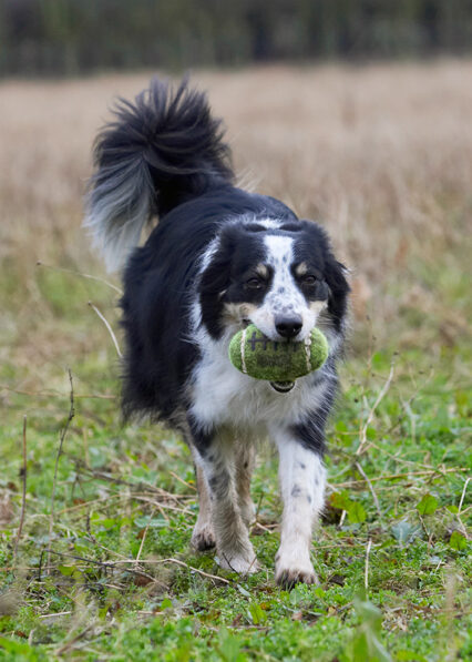 Border Collie, Collies, Dog, Dogs, Play, Playing, Playtime, Run, Running, Stinky