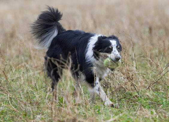 Border Collie, Collies, Dog, Dogs, Play, Playing, Playtime, Run, Running, Stinky