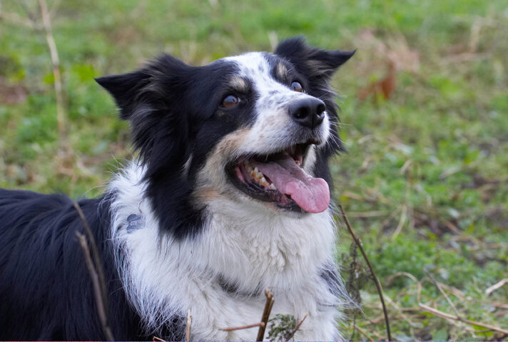 Border Collie, Collies, Dog, Dogs, Play, Playing, Playtime, Run, Running, Stinky