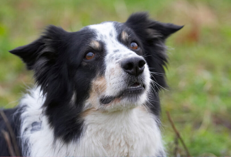 Border Collie, Collies, Dog, Dogs, Play, Playing, Playtime, Run, Running, Stinky