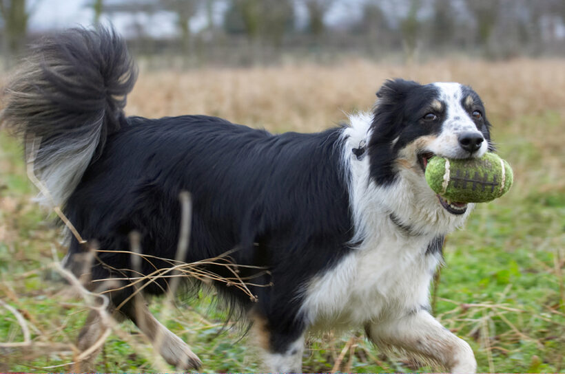 Border Collie, Collies, Dog, Dogs, Play, Playing, Playtime, Run, Running, Stinky