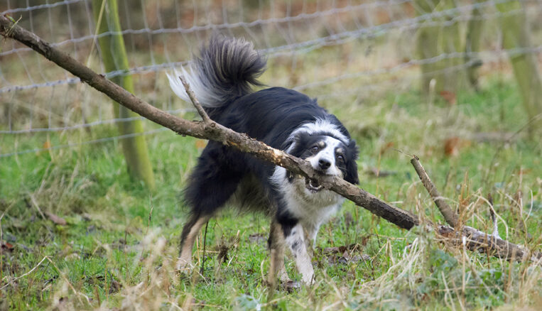 Border Collie, Collies, Dog, Dogs, Play, Playing, Playtime, Run, Running, Stinky