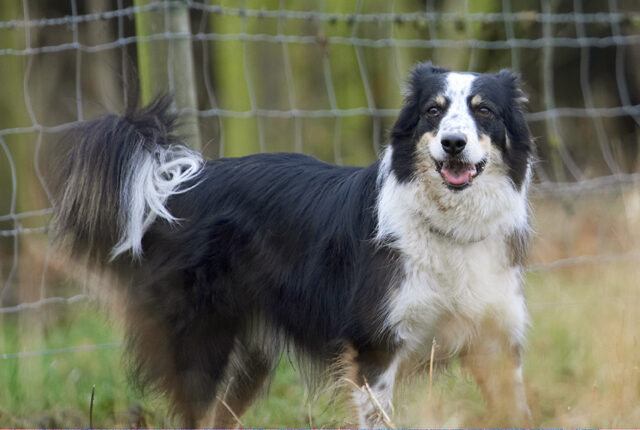Border Collie, Collies, Dog, Dogs, Play, Playing, Playtime, Run, Running, Stinky