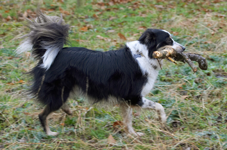 Border Collie, Collies, Dog, Dogs, Play, Playing, Playtime, Run, Running, Stinky