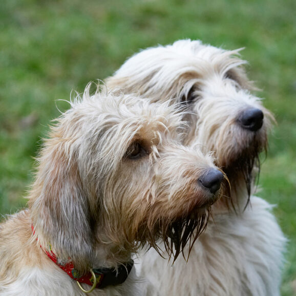 Alfie, Dog, Dogs, Grand Vendeen Bassett Hound, Hounds, Libbie