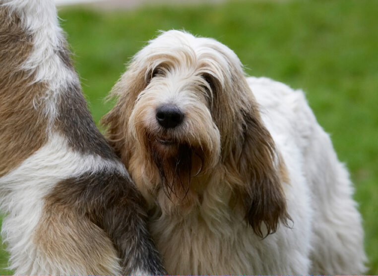 Alfie, Dog, Dogs, Grand Vendeen Bassett Hound, Hounds, Libbie