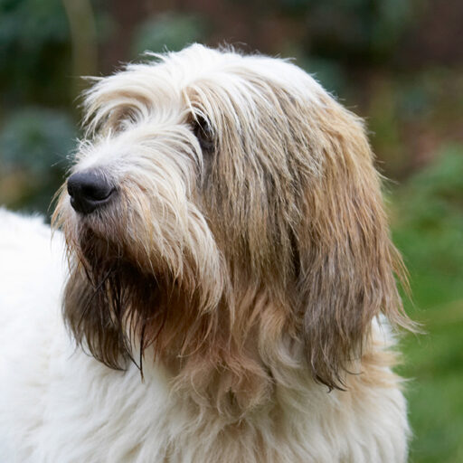 Alfie, Dog, Dogs, Grand Vendeen Bassett Hound, Hounds, Libbie