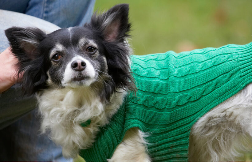 Chihuahuas, Dog, Dogs, Longhaired Chihuahua, Matt, Rose