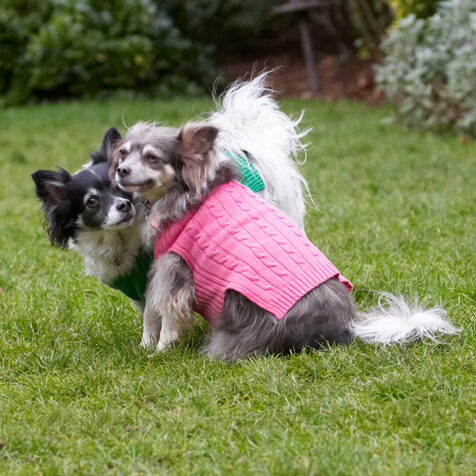 Chihuahuas, Dog, Dogs, Longhaired Chihuahua, Matt, Rose