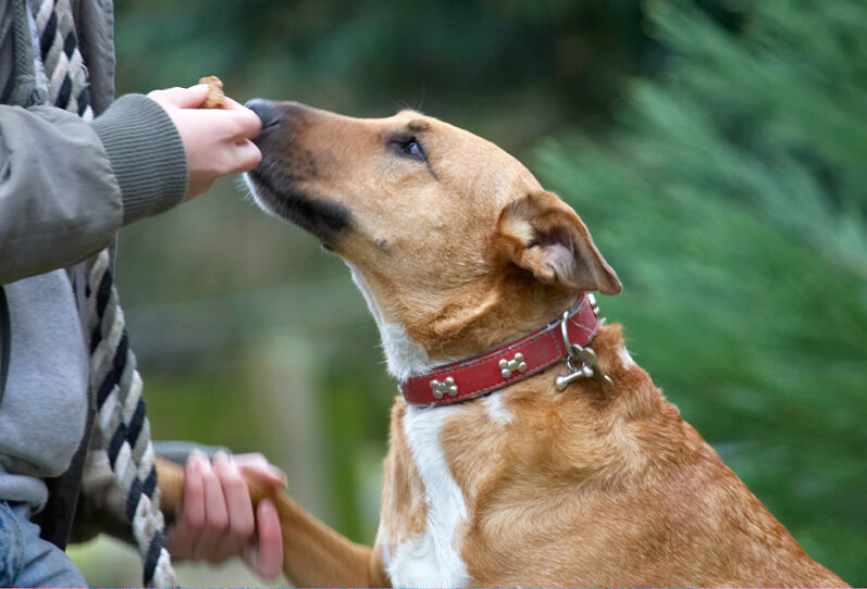 Dog, Dogs, English Bull Terrier, Ruby, Staffordshire, Terriers