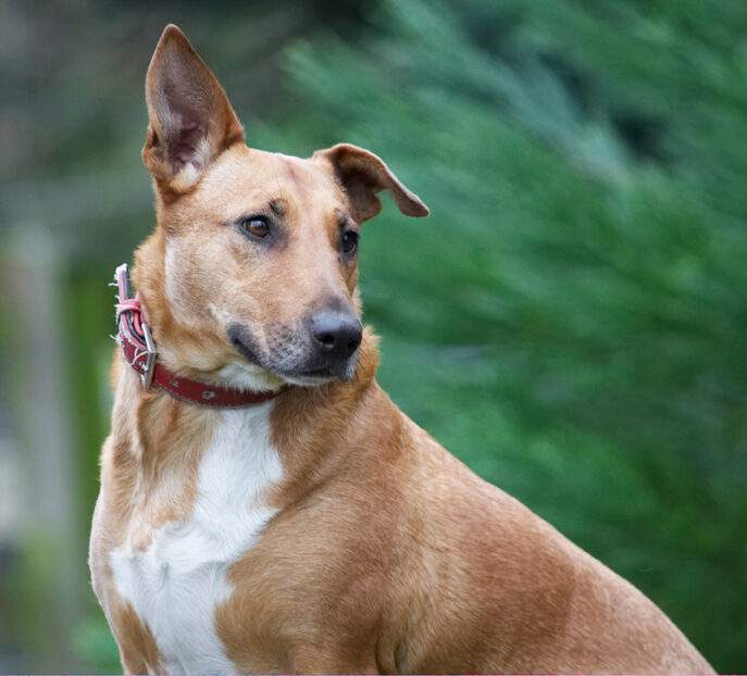 Dog, Dogs, English Bull Terrier, Ruby, Staffordshire, Terriers